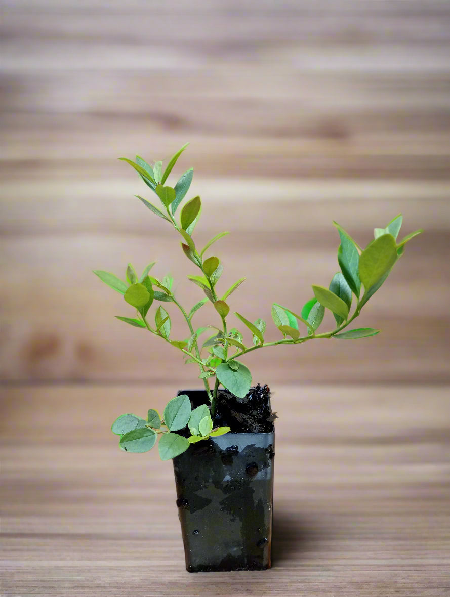 Young tubestock Sunshine Blue plant
