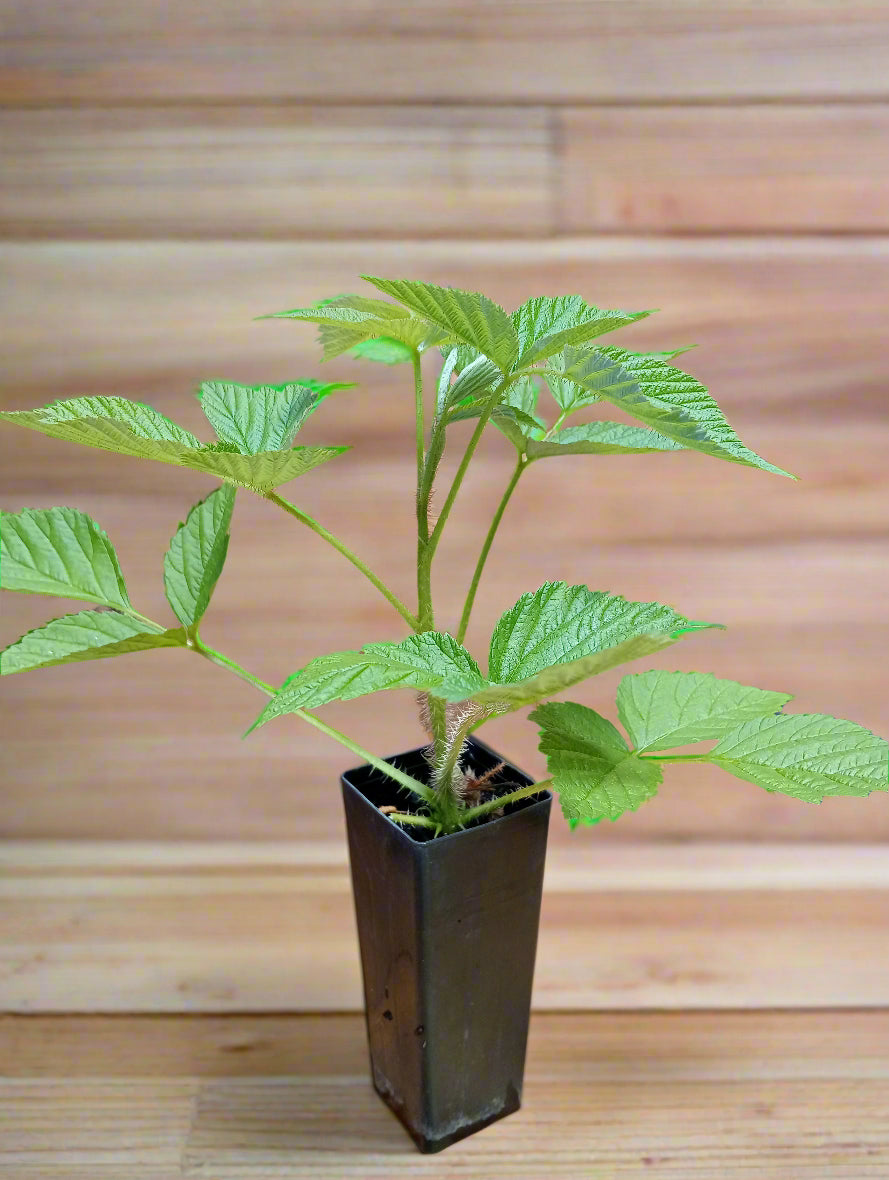Young Heritage Raspberry plant in tube