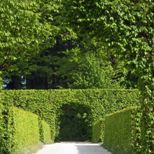 Hedging and Screening