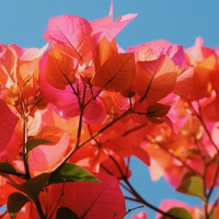 Flowering Plants
