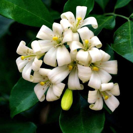 Murraya Panniculata Mock Orange