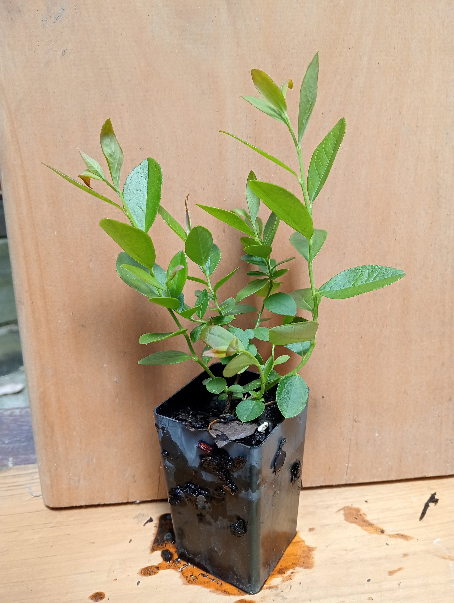 Blueberry Plants - Low chill varieties